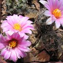 Turbinicarpus_lauii    