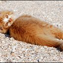   (Paolo Genua),  -  29  2009    