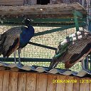 ���� Nik, �����, 63 ���� - ��������� 13 ����� 2010 � ������ ���� ���������