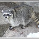   (Paolo Genua),  -  29  2009    