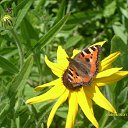 ���� �������, ���������, 61 ��� - ��������� 18 ���� 2009 � ������ ���� ������