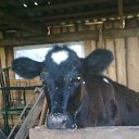 ���� ������, �������, 52 ���� - ��������� 30 ����� 2013 � ������ ���� ����������