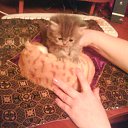  E.lena, , 62  -  22  2011    