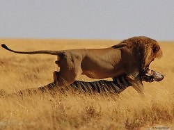 ���� ������, �����-���������, 63 ���� - ��������� 3 ������ 2012