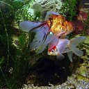 ���� ����� - ���������� ��������!!!, �����������, 56 ��� - ��������� 12 ������ 2010 � ������ ������