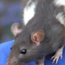  ok, --, 44  -  7  2010   