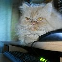 ���� �����, ������������, 37 ��� - ��������� 19 ������� 2011 � ������ �PetLove�