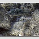 ���� ����� - ���������� ��������!!!, �����������, 56 ��� - ��������� 12 ������ 2010 � ������ ������