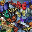 ���� ���������, �����-���������, 45 ��� - ��������� 1 ������ 2013 � ������ ���� ����������