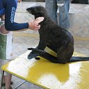 ���� C����� �� �������, �����-���������, 69 ��� - ��������� 18 ����� 2013 � ������ ���� ����������