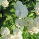 ���� Alenkij, ���������, 56 ��� - ��������� 12 ������� 2011 � ������ ���� ���