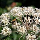 ���� ���������, ������, 71 ��� - ��������� 1 ������ 2012 � ������ ������������� ��� � �������.�