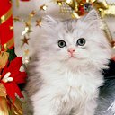 ���� Kisa, ��������������, 42 ���� - ��������� 24 ������ 2010 � ������ �������