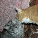 ���� ����, ������, 46 ��� - ��������� 5 ������� 2009 � ������ ���� ����������