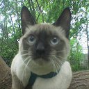 ���� �����, ��������, 43 ���� - ��������� 25 ������ 2011