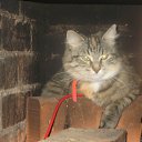 ���� ��������, ������, 55 ��� - ��������� 1 ���� 2011 � ������ ���� ������������ �������