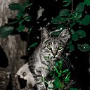 ���� ��������, �������, 58 ��� - ��������� 23 ���� 2013 � ������ ������ ��������