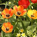  ok, --, 44  -  7  2010   