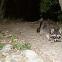 ���� �����, �����, 30 ��� - ��������� 29 ������� 2011 � ������ ����� � ����