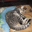 ���� �������, �����-���������, 39 ��� - ��������� 11 �������� 2012 � ������ �������