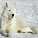 ���� Lonely Wolf, �����, 53 ���� - ��������� 7 ���� 2013 � ������ ���� ����������