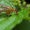 ���� �������, �����-���������, 39 ��� - ��������� 27 ������ 2013