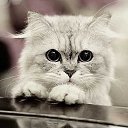 ���� ���, ����, 44 ���� - ��������� 10 ������� 2012 � ������ �������