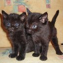 ���� ��������, �����������, 85 ��� - ��������� 15 ������� 2009 � ������ �������