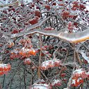 ��������... �� ������� ����������� ����������� 2011�