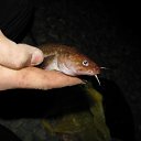  , , 39  -  11  2011   2010        !