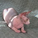 ���� �����, ������ - ��������� 10 ������� 2011