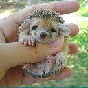 ���� Red, ������� - ��������� 16 ������ 2011 � ������ ���������������� :)�