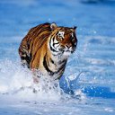 ���� ��, ����, 52 ���� - ��������� 29 ���� 2011