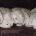 ���� ������������, ���� - ��������� 2 ������ 2012 � ������ �������