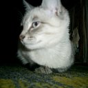 ���� ���������, ����������, 35 ��� - ��������� 26 ������ 2011 � ������ ���������=)�