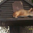 ���� �������, ����, 54 ���� - ��������� 19 ������ 2013 � ������ ������ܻ