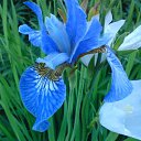  Irixa, , 57  -  30  2009   