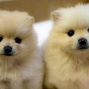 ���� �����, ������, 35 ��� - ��������� 4 ������� 2011 � ������ ����-�� �������