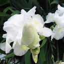 ���� �����, ������ - ��������� 12 ��� 2010