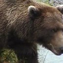 ���� ��������, ���������, 70 ��� - ��������� 15 ����� 2013 � ������ �� ������ � ��������� �����