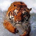 ���� �����, ������, 45 ��� - ��������� 1 ������� 2011 � ������ ���� ����������