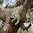 ���� �������, ���������, 44 ���� - ��������� 12 ������ 2011 � ������ ���� ����������