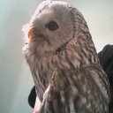 ���� ��������, ���������� �����, 52 ���� - ��������� 18 ������ 2011 � ������ �����