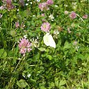 ���� �������, �����-���������, 69 ��� - ��������� 11 ���� 2013 � ������ ���� ����������