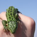 ���� �������, ������, 41 ��� - ��������� 26 ������� 2012 � ������ ���� ����������