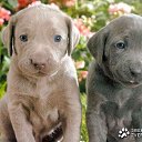  Lika,  -  3  2010      :)