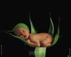 ���� �����, �����-���������, 47 ��� - ��������� 6 ����� 2012 � ������ �Avataria�