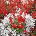 ���� ����)), �����, 40 ��� - ��������� 8 ������� 2009