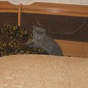 ���� �����, ������, 39 ��� - ��������� 2 �������� 2010 � ������ ���� ����������