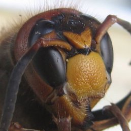 �����, ������, 21 ���